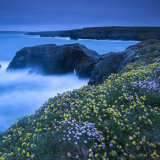Flowers at dusk