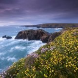 Flowers at sunset