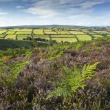 Bracken at Devil's Punchbowl