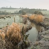 Frosty morning