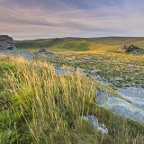 Glowing grasses