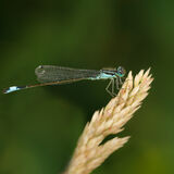 Perching damselfly