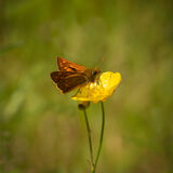 Skipper on buttercup