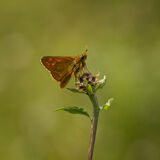 Resting skipper butterfly