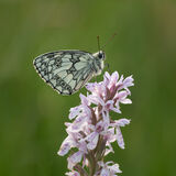 Marbled white butterfly on orchid