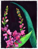 *Antirhinums at Raby