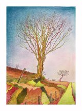 *Exmoor Tree revisited