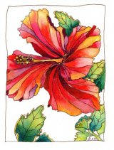 *Hibiscus