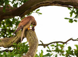 Kestrel with vole
