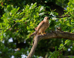 Female Kestrel perched in Oak tree