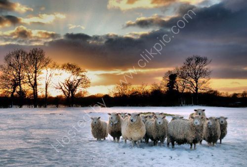 Sheep,Snow and sunsetSunset.