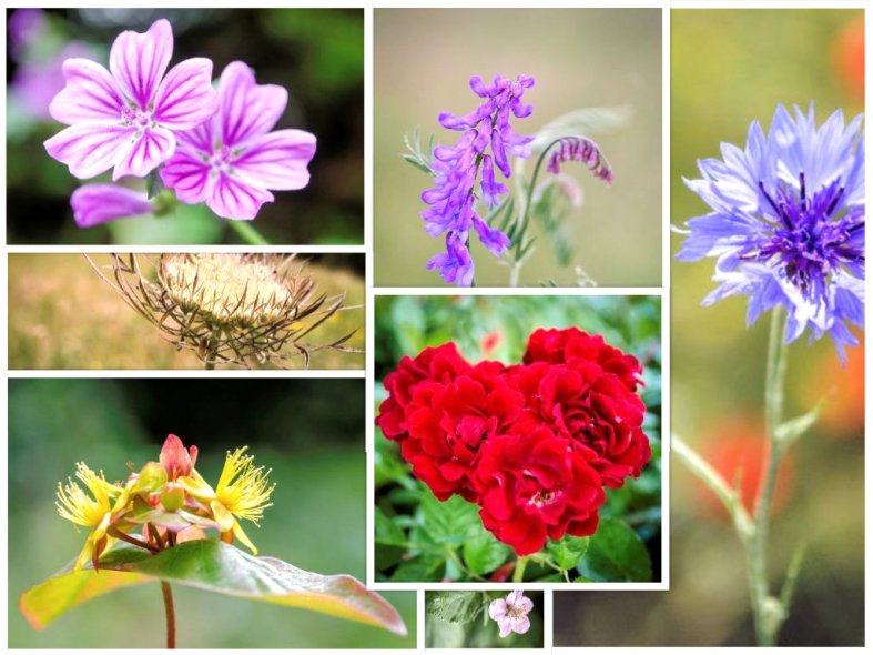 Wild flower collage