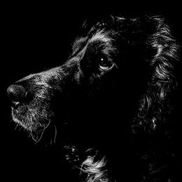 2nd. Mans best Friend. David Spoors. Judge: The Members