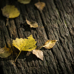 2nd. Autumnal colours. Brian Nattrass. Judge: The Members.