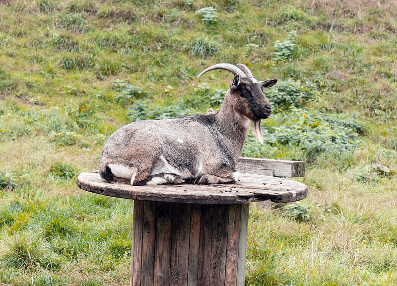 2nd.. goat 1. John Humphries. Judge: Alan Porrett