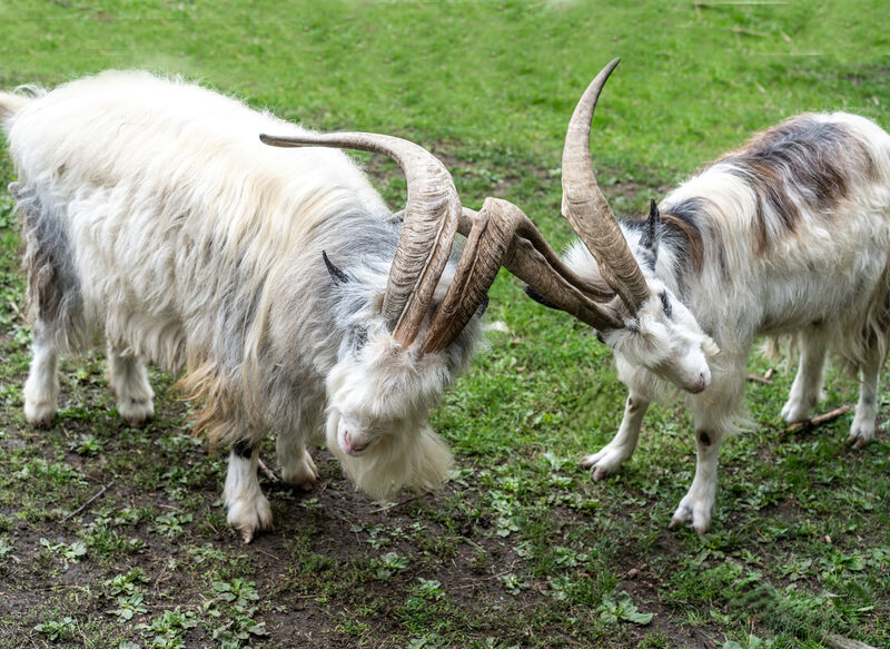 2nd goat 2 .John Humphries. Judge: Alan Porrett