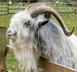 2nd. goat 3.John Humphries, Judge: Alan Porrett