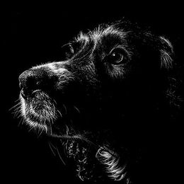 2nd. Mans best Friend. David Spoors. Judge: The Members
