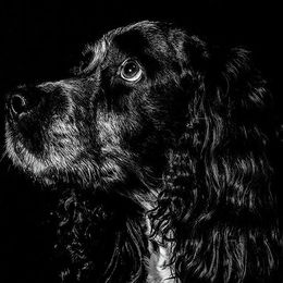 2nd. Mans best Friend. David Spoors. Judge: The Members