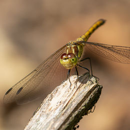 H.C. Dragon Fly. Gayle Hall. Judge: The Members.