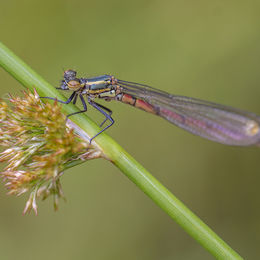 H.C. Dragon Fly. Gayle Hall. Judge: The Members.