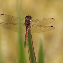 H.C. Dragon Fly. Gayle Hall. Judge: The Members.