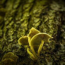 2nd. Autumnal colours. Brian Nattrass. Judge: The Members.