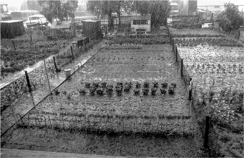 H.C.  Back garden during storm, Dave Ross, Judge: Stephen Fowler
