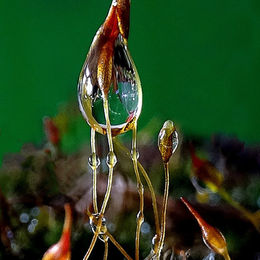 1st. A few drops of water. Sue Merrington. Judge: The Members