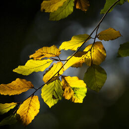 2nd. Autumnal colours. Brian Nattrass. Judge: The Members.
