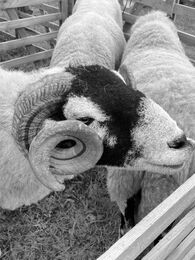 H.C. Weardale Show. Val Brennan. Judge: Keith Harte.