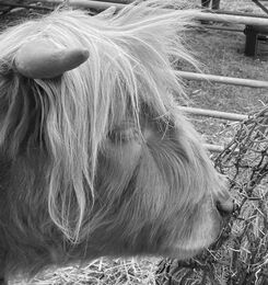 H.C. Weardale Show. Val Brennan. Judge: Keith Harte.