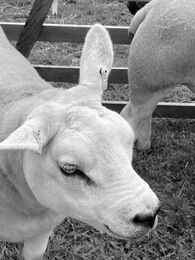 H.C.  Weardale Show.  Val Brennan. Judge: Keith Harte.