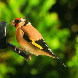 H.C. Wild birds. Colin Davidson. Judge: The Members.