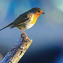 H.C. Wild birds. Colin Davidson. Judge: The Members.