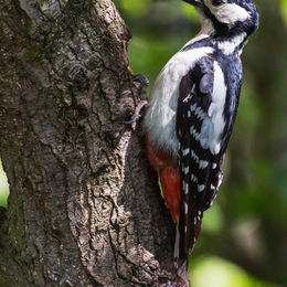 H.C. Wild birds. Colin Davidson. Judge: The Members.
