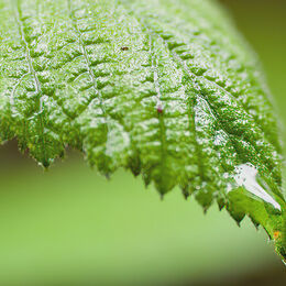 H.C.After the rain. Brian Nattrass. Judge: Steve McLean.