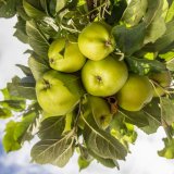 Apples