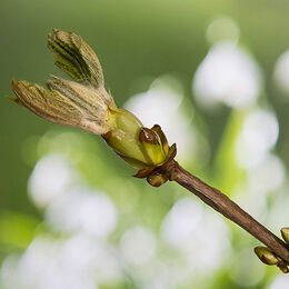 2nd. Buds and Snowdrops. George Richardson. Judge: Ray Bell.