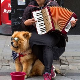 H.C. Busker and Dog. George Richardson. Judge: Ray Bell.
