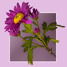 2nd. Chrysanthemum. Ray Bell. Judge: George Richardson.