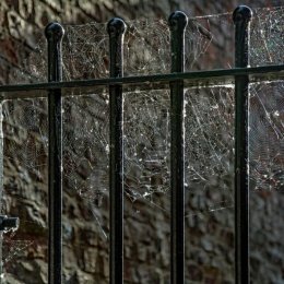 Cobwebs on the Gate