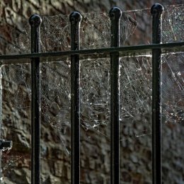 2nd. Cobwebs on the Gate. Ray Bell. Judge: John Stephenson.