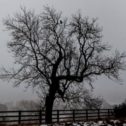 H.C. Crow tree. Brian Nattrass.Judge: Ray Bell.