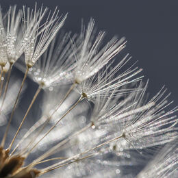 DANDELIONS: Well seen and an excellent idea. A little soft though with only top left corner reasonably in.