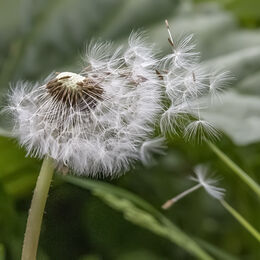 2nd. Dandelion Clock. Gayle Hall. Judge: Ray Bell.