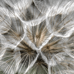 Dandilion