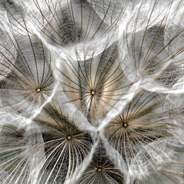 H.C.Dandelion. Ray Bell. Judge: Sue Merrington.
