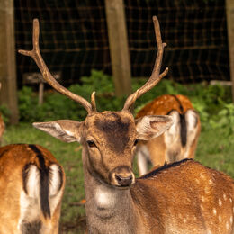 H.C. Deer. Linda Carr. Judge: The Members.