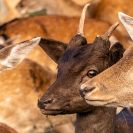 H.C. Deer. Linda Carr. Judge: The Members.